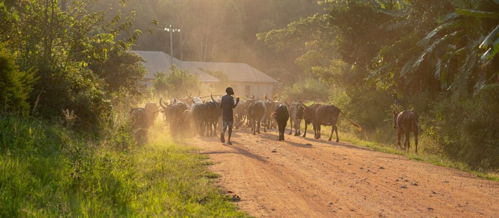 ARC Ltd. Receives  Million From The Dutch Government To Help Build Africa’s Climate Resilience