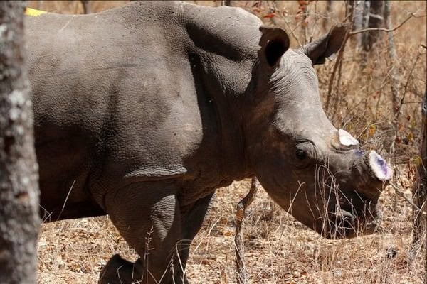 South Africa Tests Injecting Radioactive Material into Rhinos to Fight Poaching