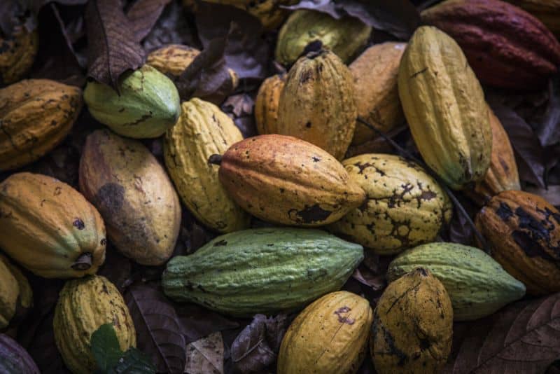 Cocoa Futures Fell Six Times in a Row this Week Cocoa Futures Fell Six Times in a Row this Week