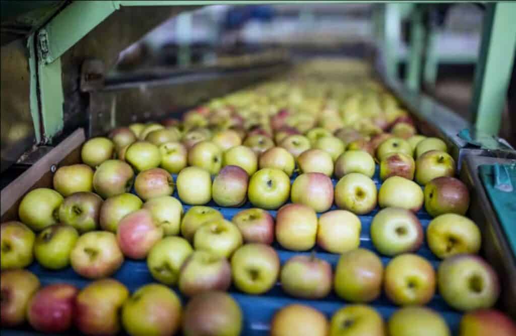 South African Scientists Develop Fungal Solution for Apple Tree Protection