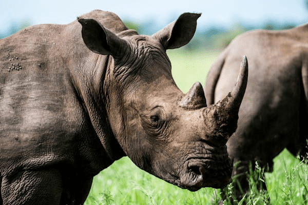 What Happens To Our Ecosystems If There Are No More Rhinos?