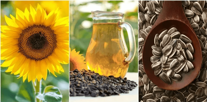 Cultivating Change: The Vision Behind Nigeria’s National Sunflower Association