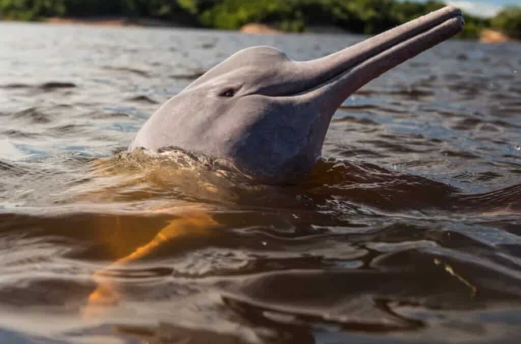 Report Reveals 73% Plunge in Global Wildlife Populations