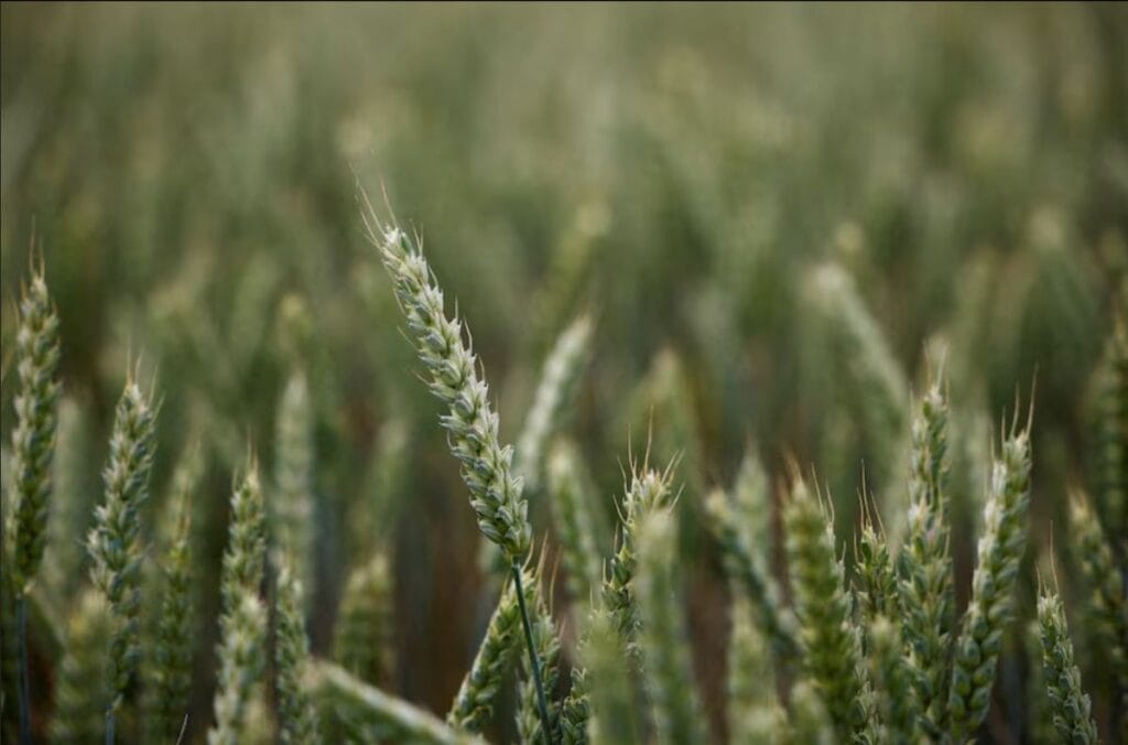 Algeria Bars France from Wheat Supply Tender