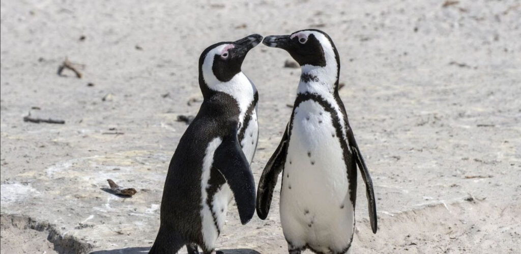 Critical Endangerment of African Penguins Spurs Calls for Stricter Conservation Efforts Critical Endangerment of African Penguins Spurs Calls for Stricter Conservation Efforts