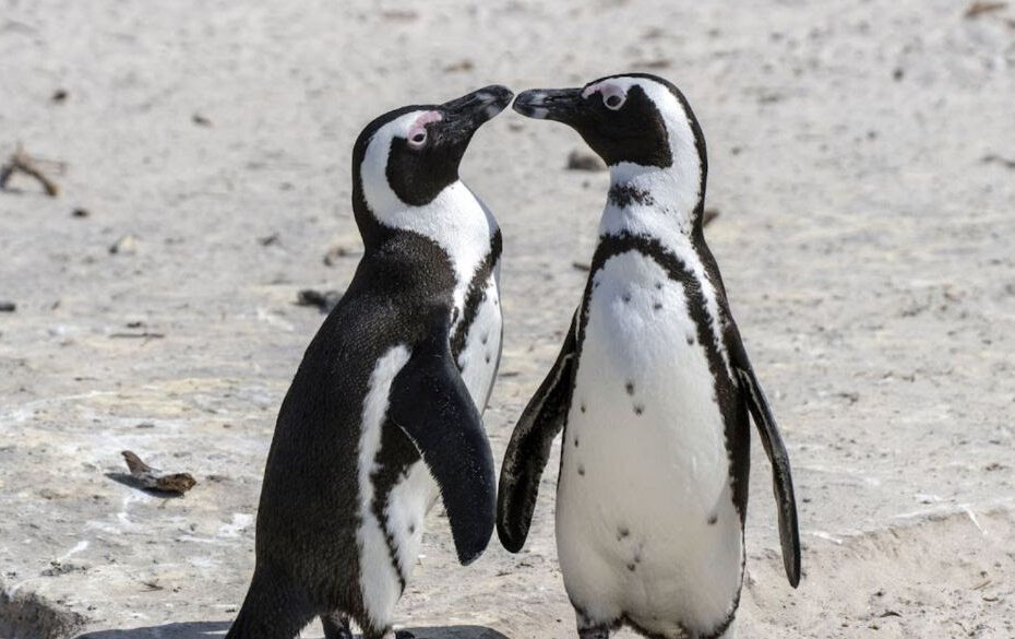 Penguins Critical Endangerment