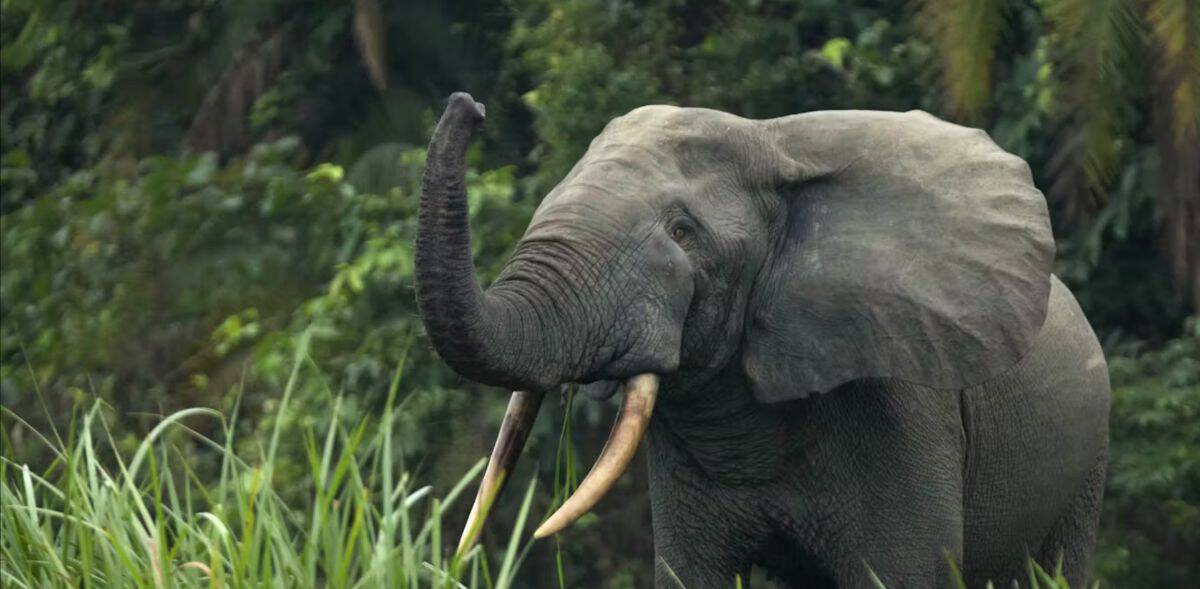 Elephant with painted trunk in lush green jungle setting.
