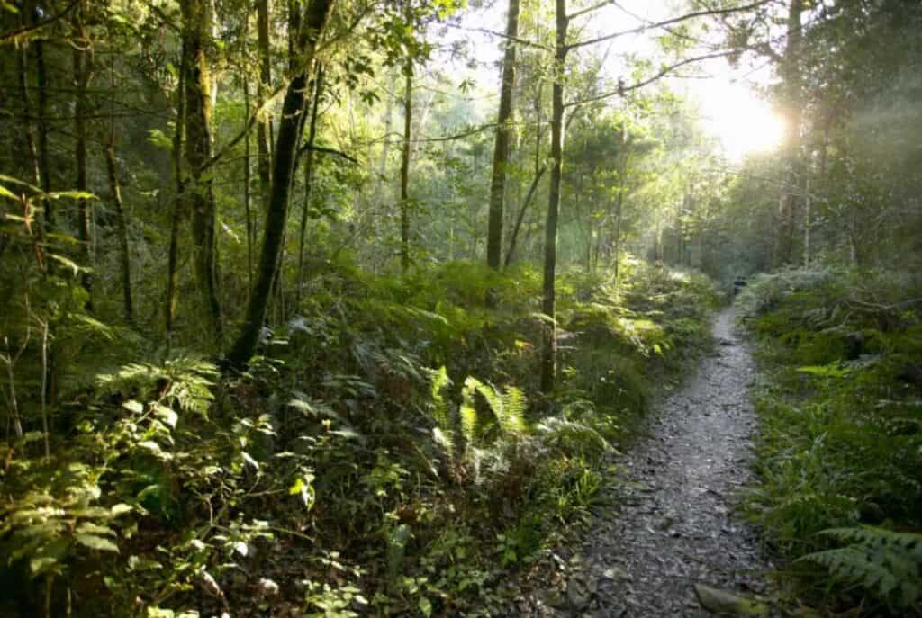 Unveiling Africa’s Forest Canopy: A Secret World of Biodiversity