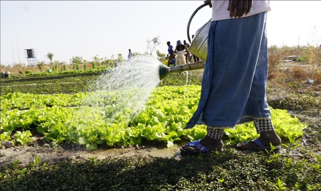 Urban Agriculture and Cooling Oasis Revitalize Ouagadougou