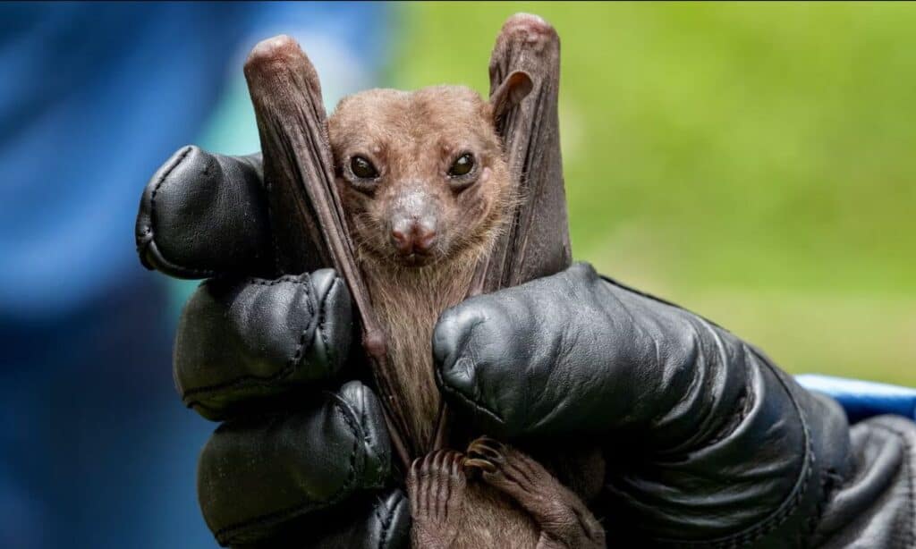 Rwanda’s Mine-dwelling Bats Linked to Deadly Marburg Outbreak