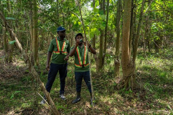 Reforestation In West Africa