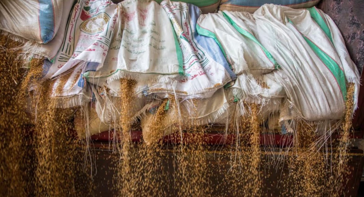 Ethiopia’s Wheat Miracle Faces Scrutiny Amid Discrepancies in Production Figures