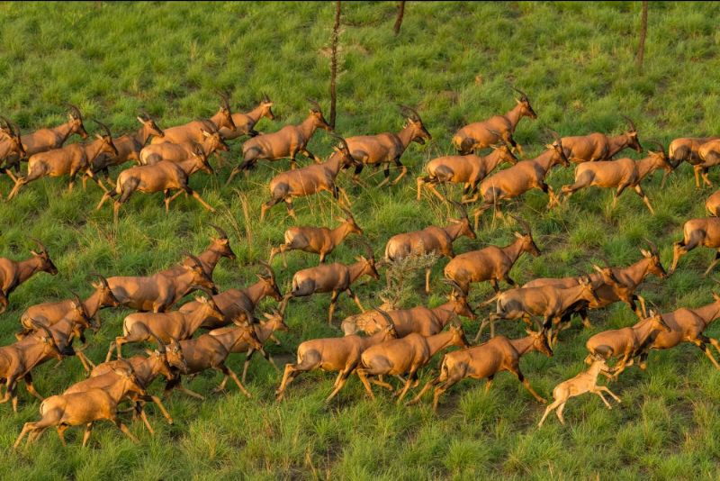 South Sudan’s Great Antelope Migration: Earth’s Largest Overland Mammal Migration | Global News Avenue