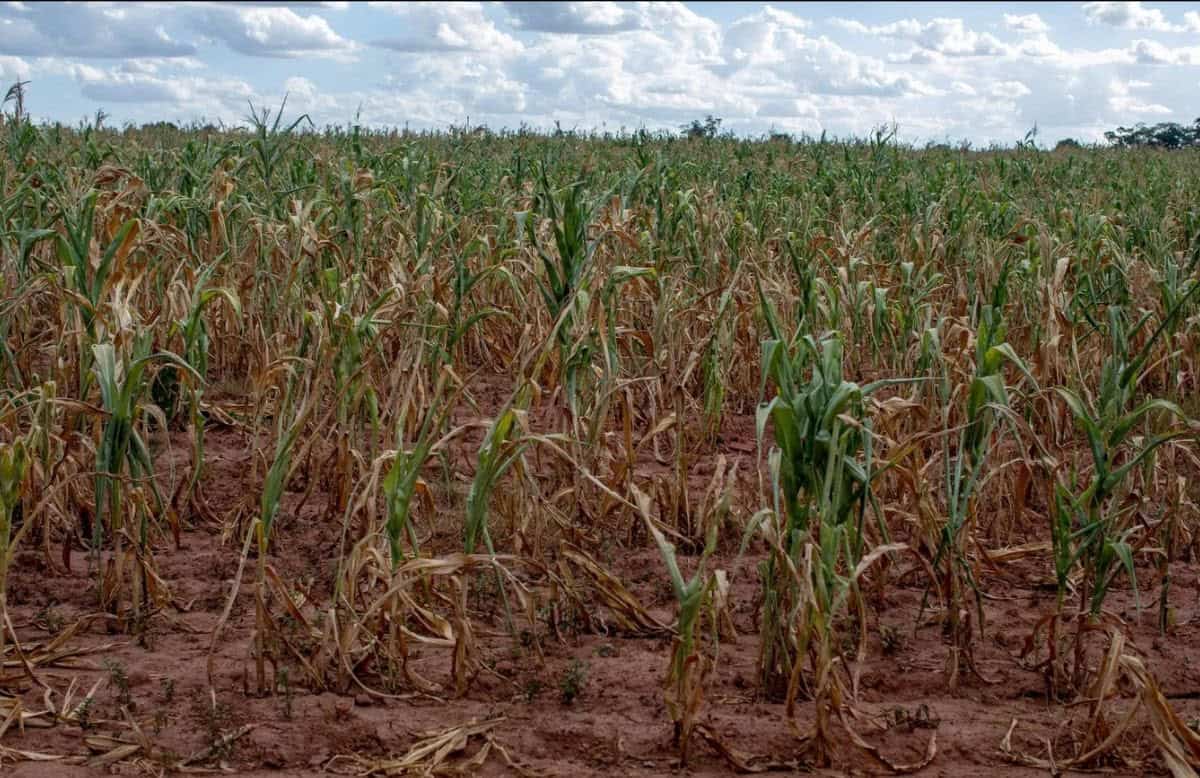 Farmers Reject Zimbabwe’s Dollar Bond Offer for Land Seizures