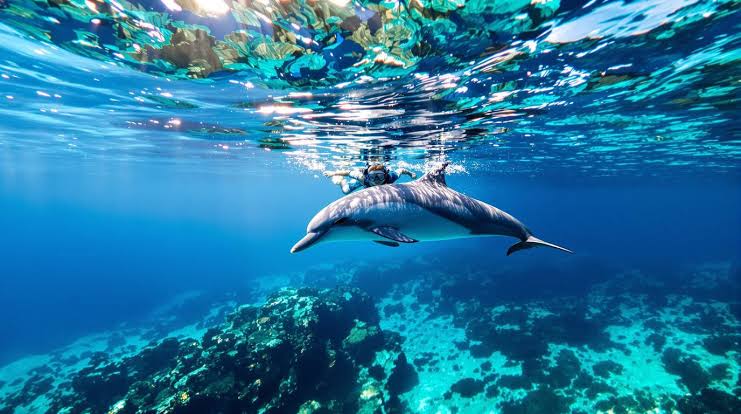 Pemba Island: Zanzibar’s Hidden Paradise with Wild Dolphins and Culture