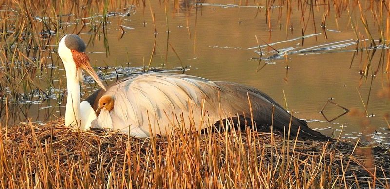 Wattled Cranes Soar: South Africa’s Conservation Triumph