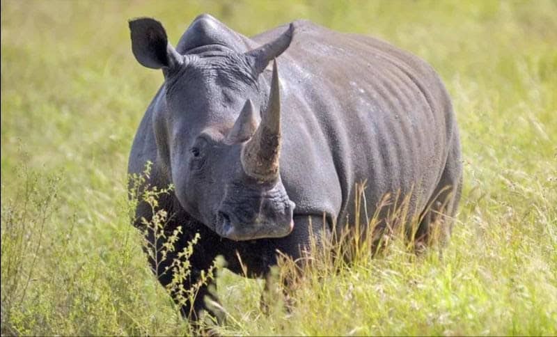 South Africa Launches Bold Plan to Rebuild White Rhino Population