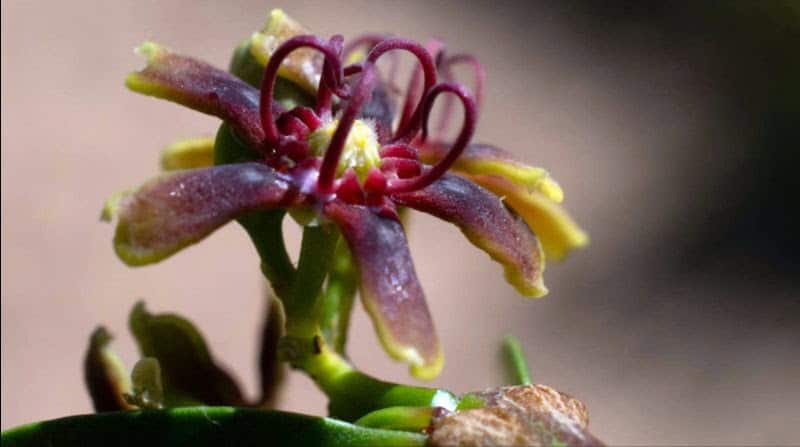 Beautiful tropical flower blooming in Africa's hidden landscapes.