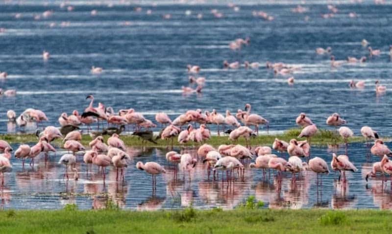 Beyond the Big Five: Africa’s Most Breathtaking Birding Safaris Revealed