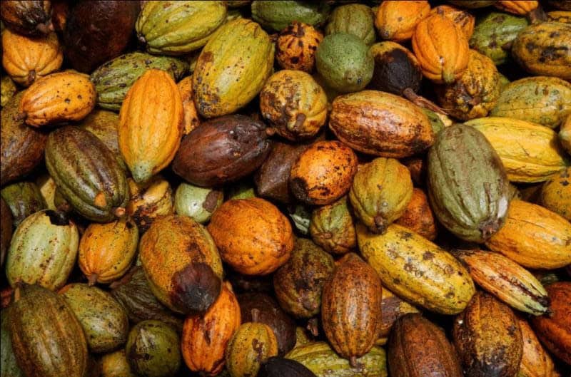 Cameroon’s Cocoa Farmers Blend Conservation with Global Chocolate Demand Cameroon’s Cocoa Farmers Blend Conservation with Global Chocolate Demand