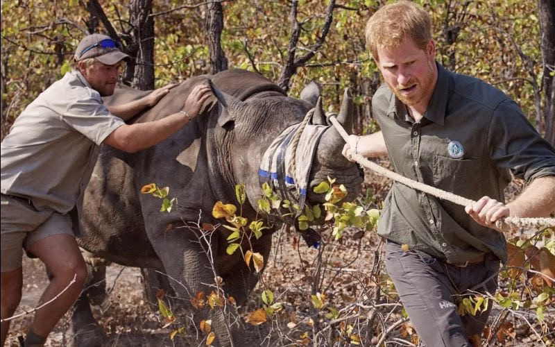 Chad severs ties with Prince Harry-linked charity over misconduct allegations