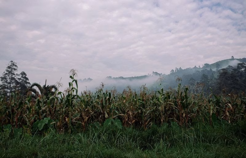 The G20’s blueprint to end hunger in Africa