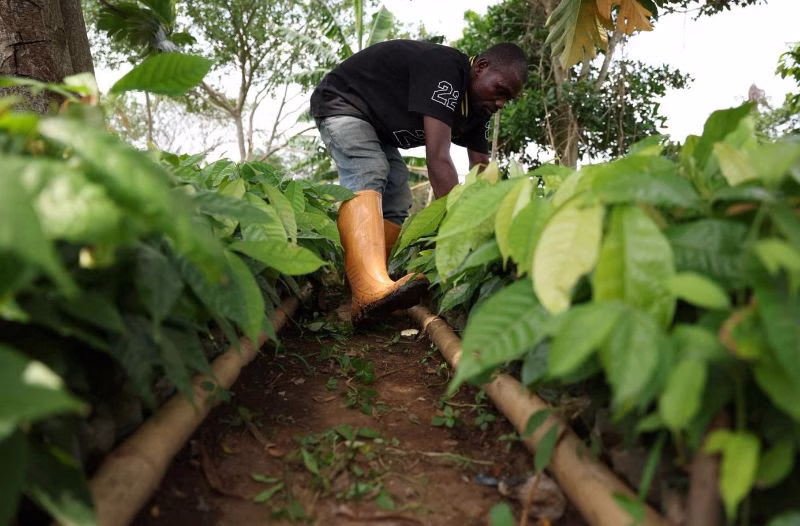 Ecobank bets big on Africa’s agriculture sector