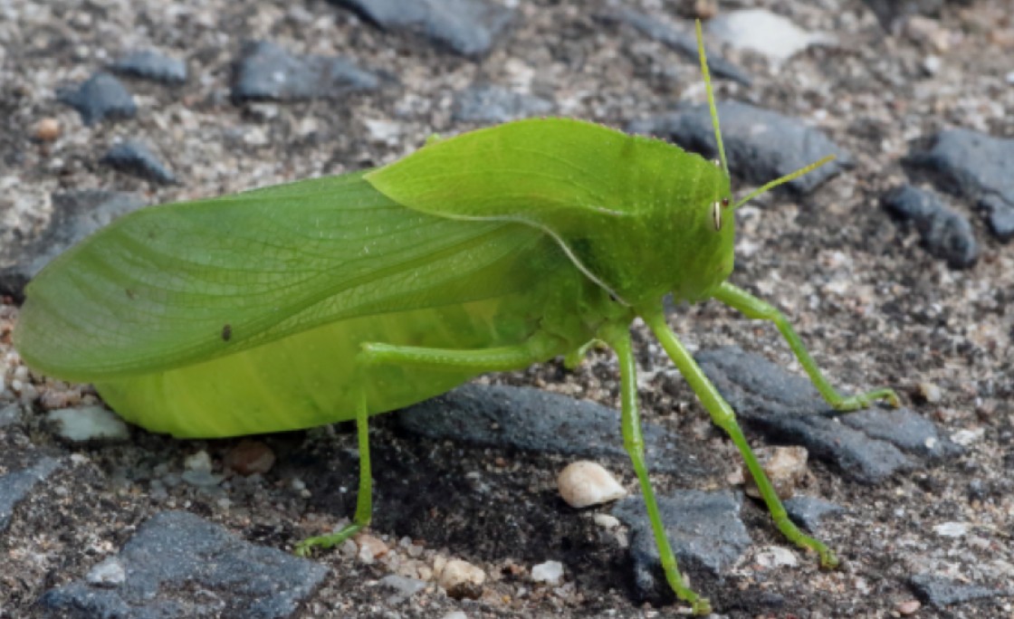 Bladder grasshopper