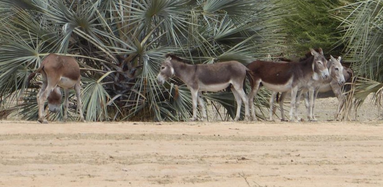 Donkeys in Namibia