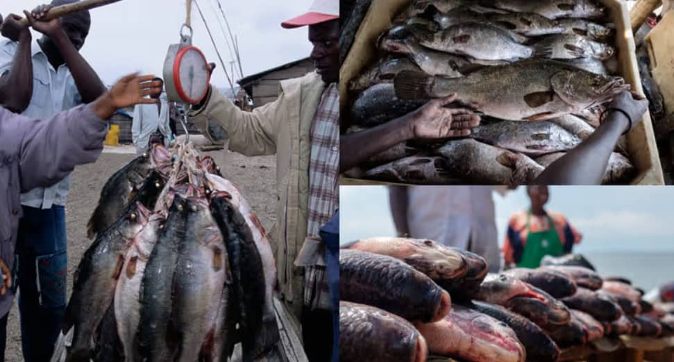 Uganda’s aquaculture sector scores major trade win
