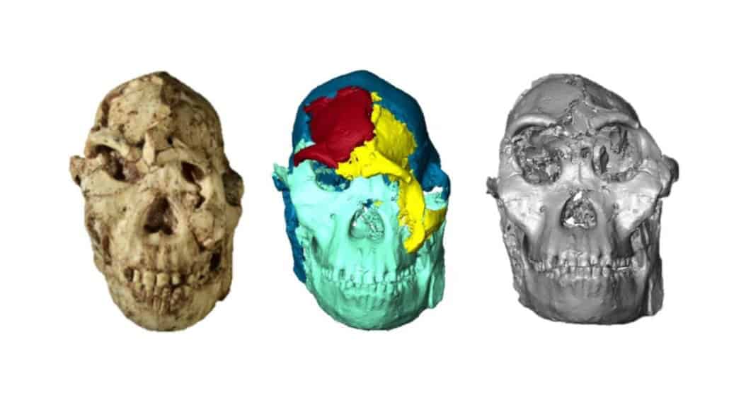 Scientists recreate face of ancient human relative