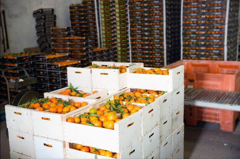 Citrus fruits stored in crates at South African export facility.