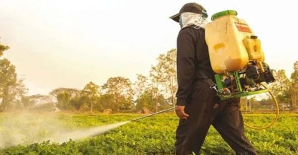Farmer using pesticide sprayer in lush green field in Africa.