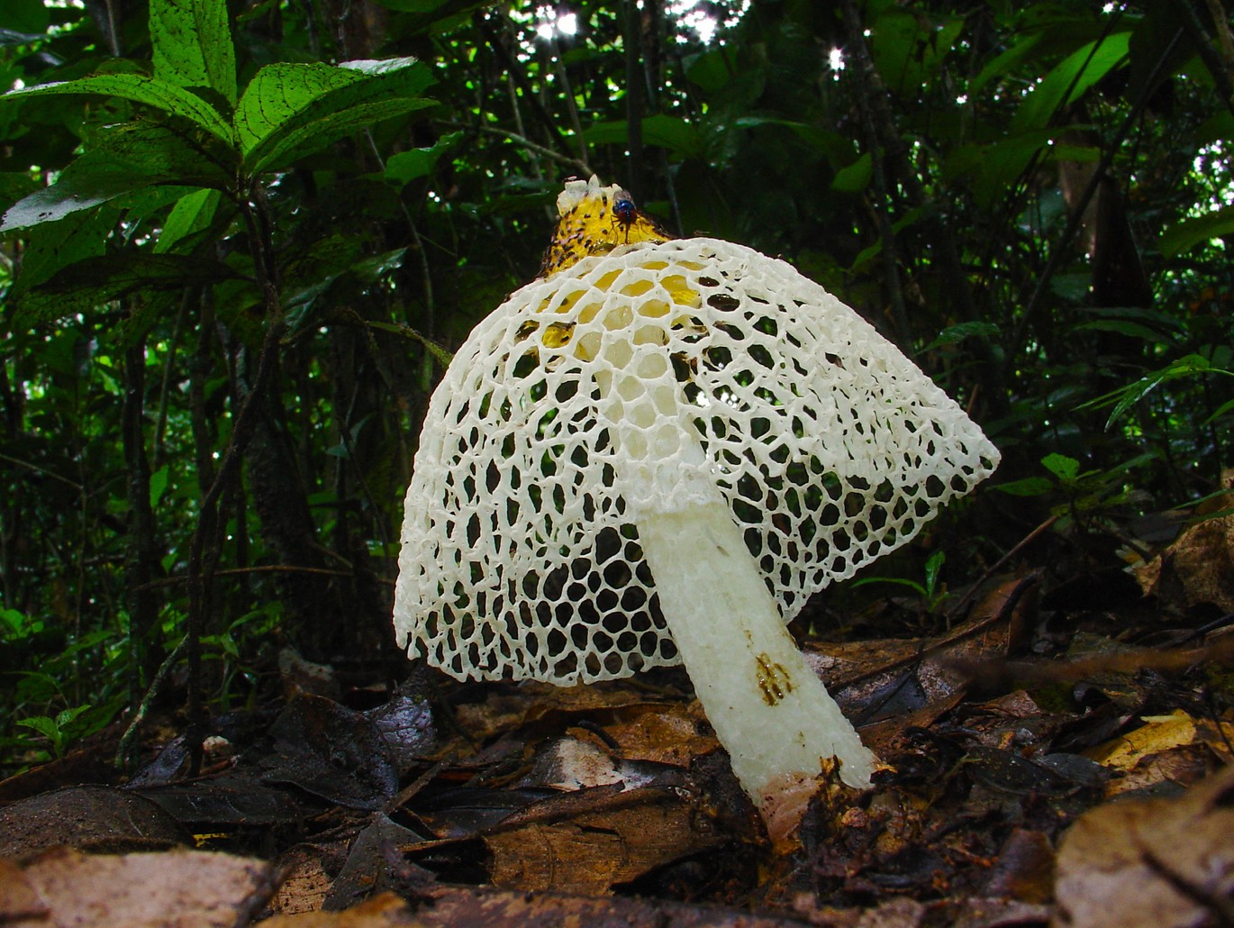 Africa's fungi are important