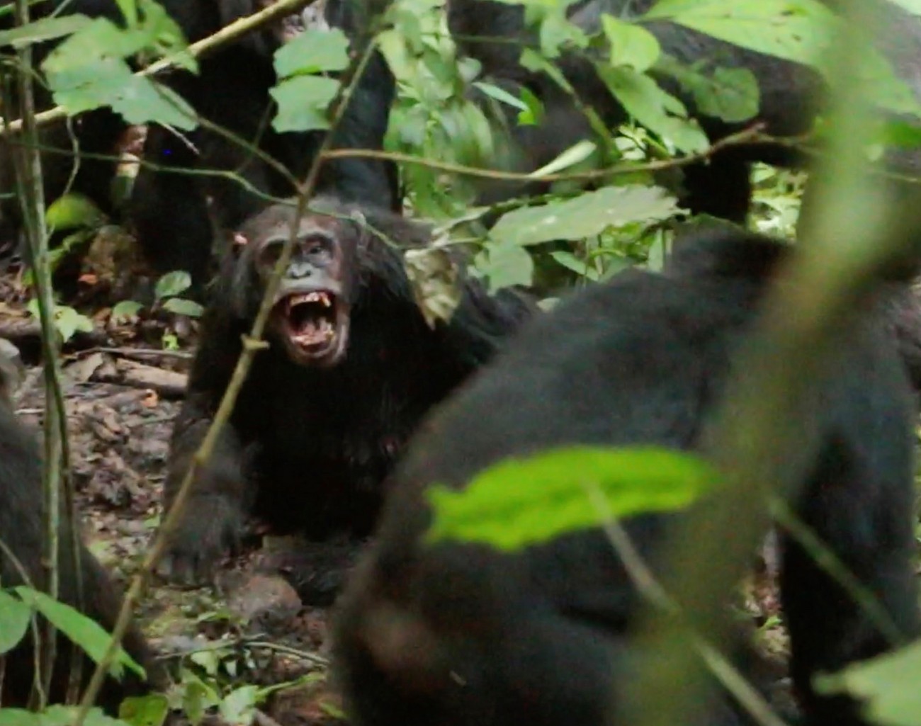 Chimpanzee civil war