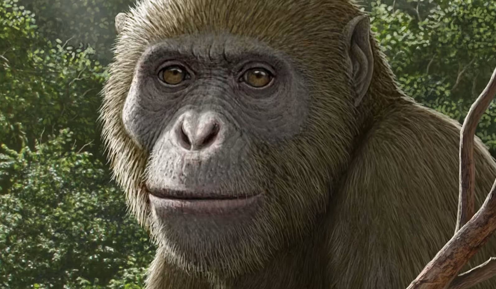 New fossil find challenges human evolution theories