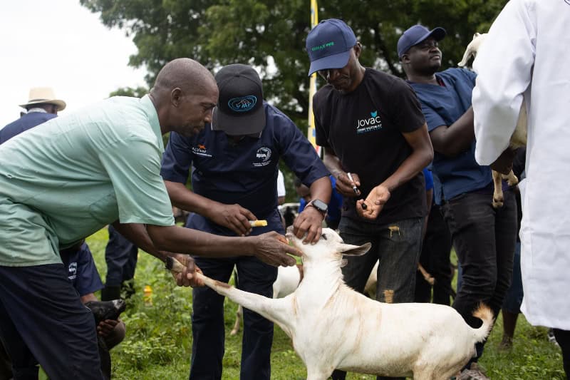 First-Of-Its-Kind Combination Vaccine Launched In Kenya To Increase Protection Against Small Ruminant Diseases 1 Veterinarians vaccinate goats during a livestock health campaign in Kenya.