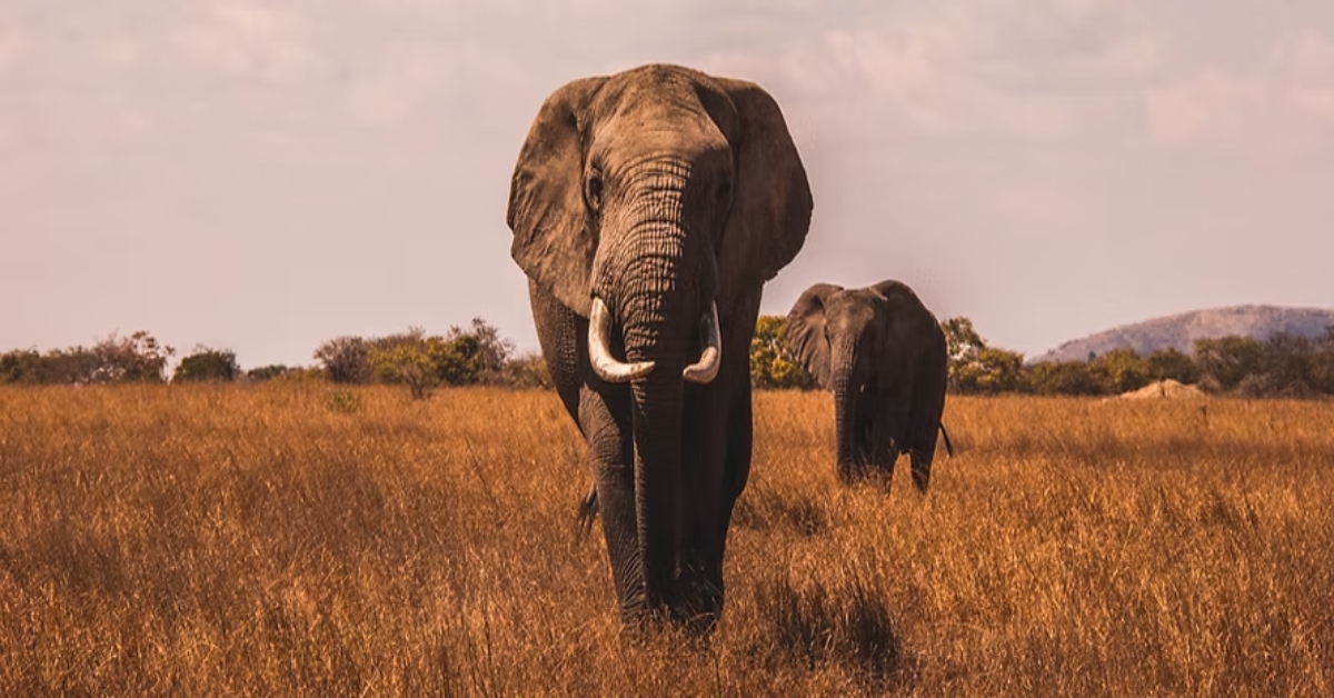 US Travelers Dominate African Safari Market US Travelers Dominate African Safari Market