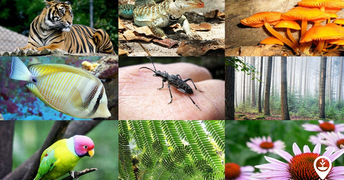 Biodiversity Is Business
