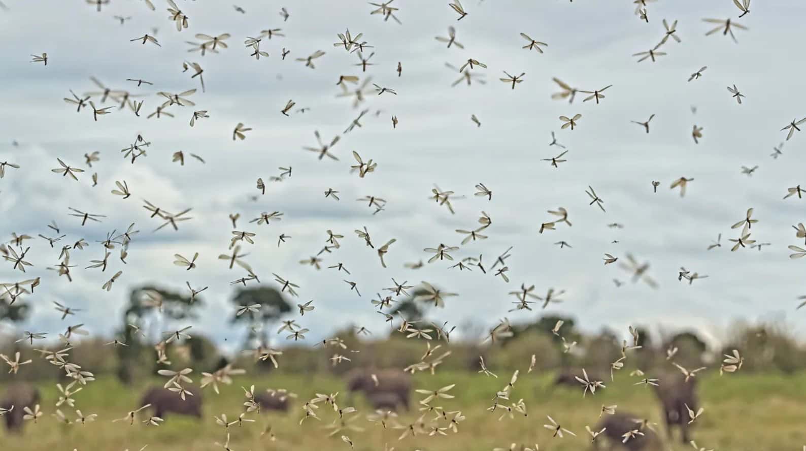 Swarm of malaria-carrying mosquitoes flying over African landscape.