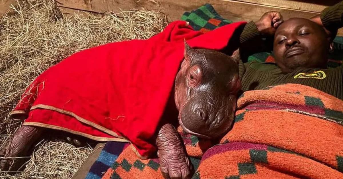Orphaned Baby Hippo Under Care Of Keepers At Kenya Sanctuary After Rescue