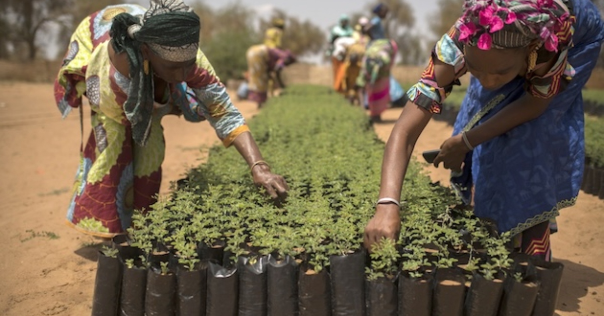 Ambitious Great Green Wall