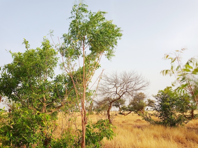 Trees planted in Garbadu village Zamfara State