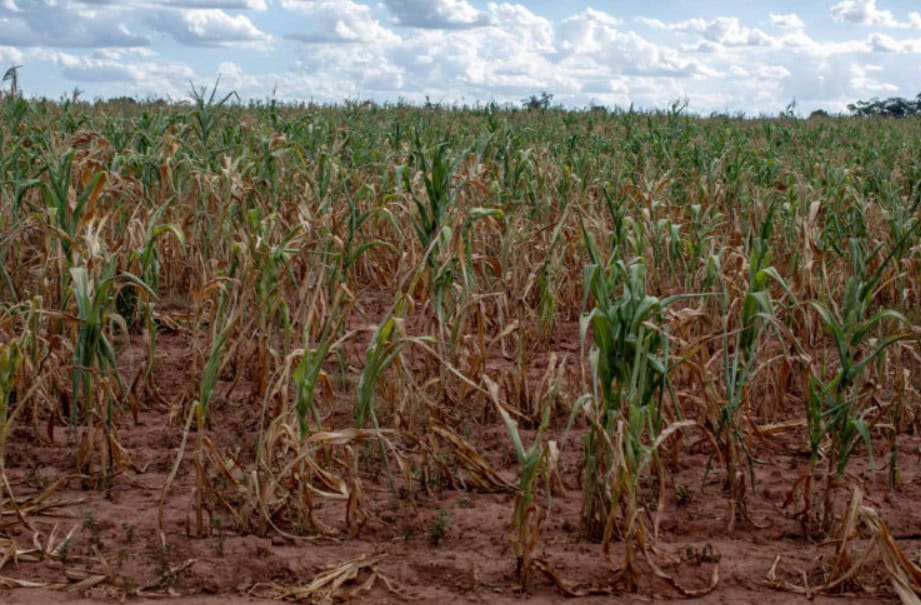 Zimbabwe returns seized farms to foreign owners