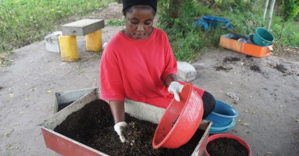 Africa’s Insect Food And Feed Value Chain