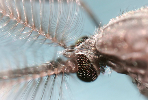 The mosquito is one of the world’s most studied insects. Here’s why. 1 unnamed 23